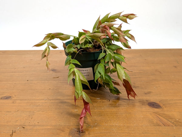 Ceratostema Gualaquizensis var. laciniata