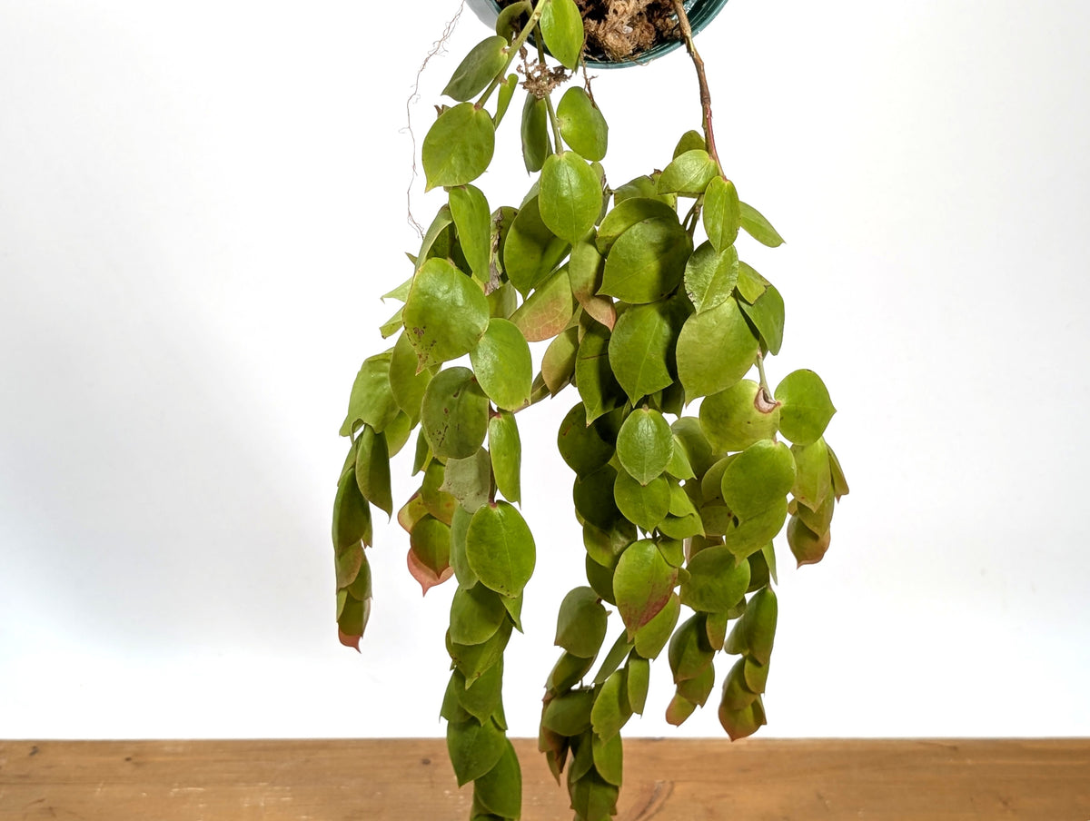Ceratostema Gualaquizensis var. laciniata