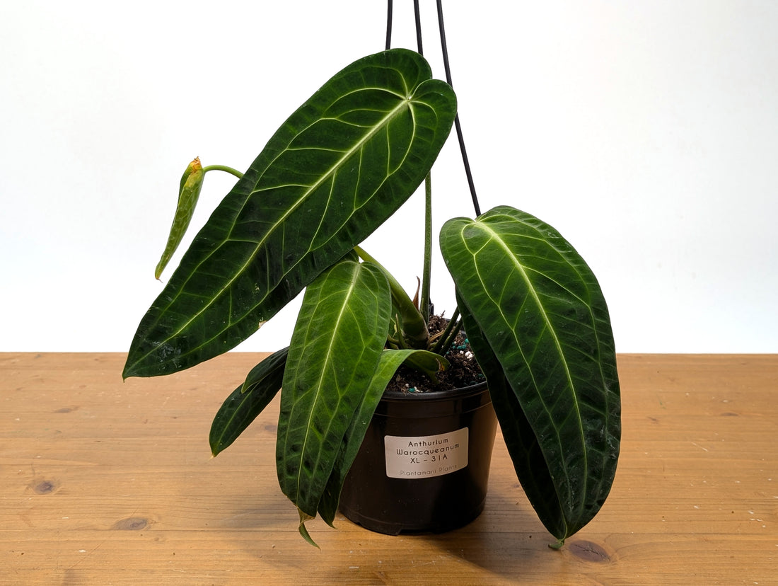 Exact Anthurium Warocqueanum Queen 6 inch pot - 12&quot;+ Long Leaf 