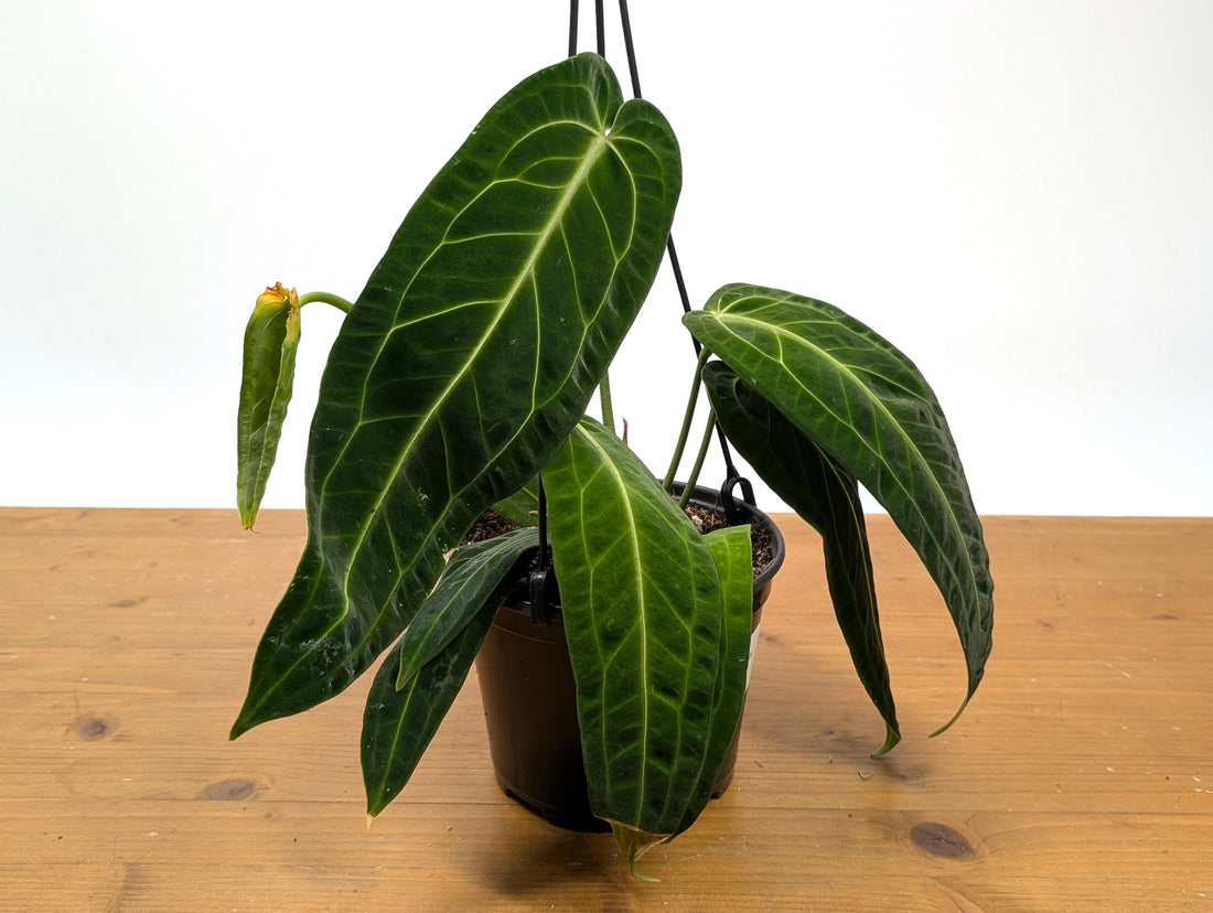 Exact Anthurium Warocqueanum Queen 6 inch pot - 12&quot;+ Long Leaf 