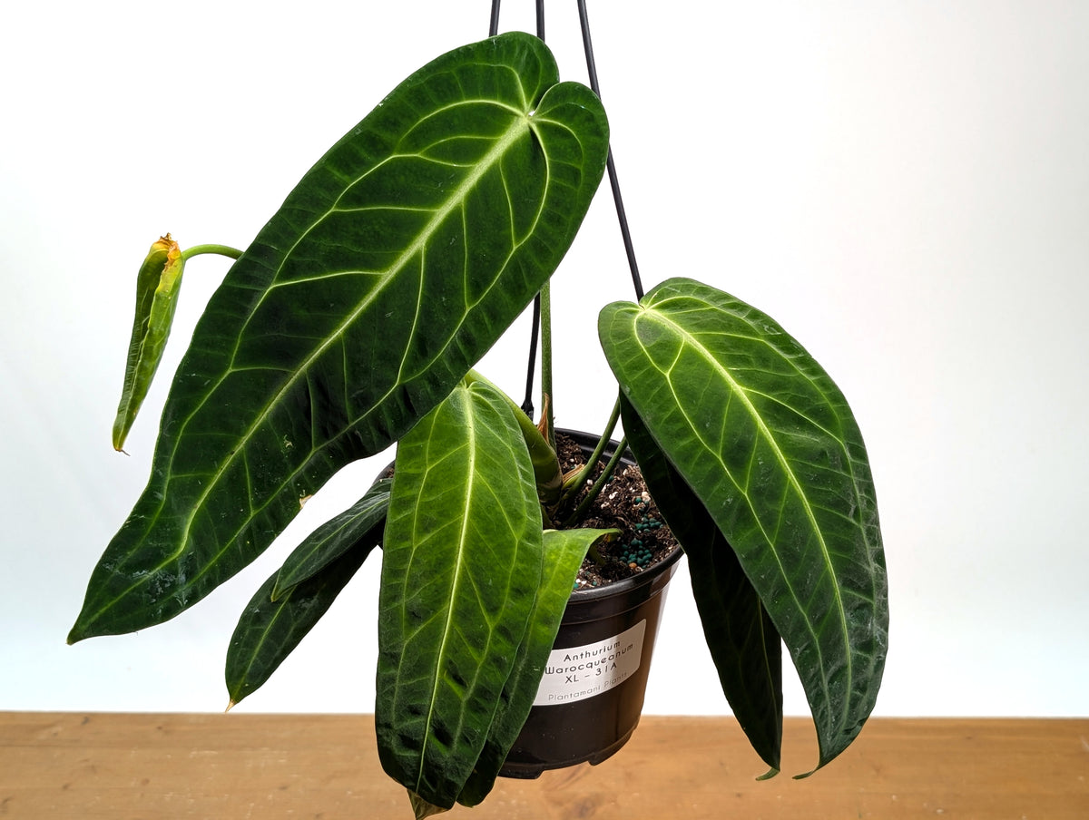 Anthurium Warocqueanum 'Queen'
