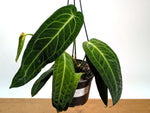 Anthurium Warocqueanum 'Queen'