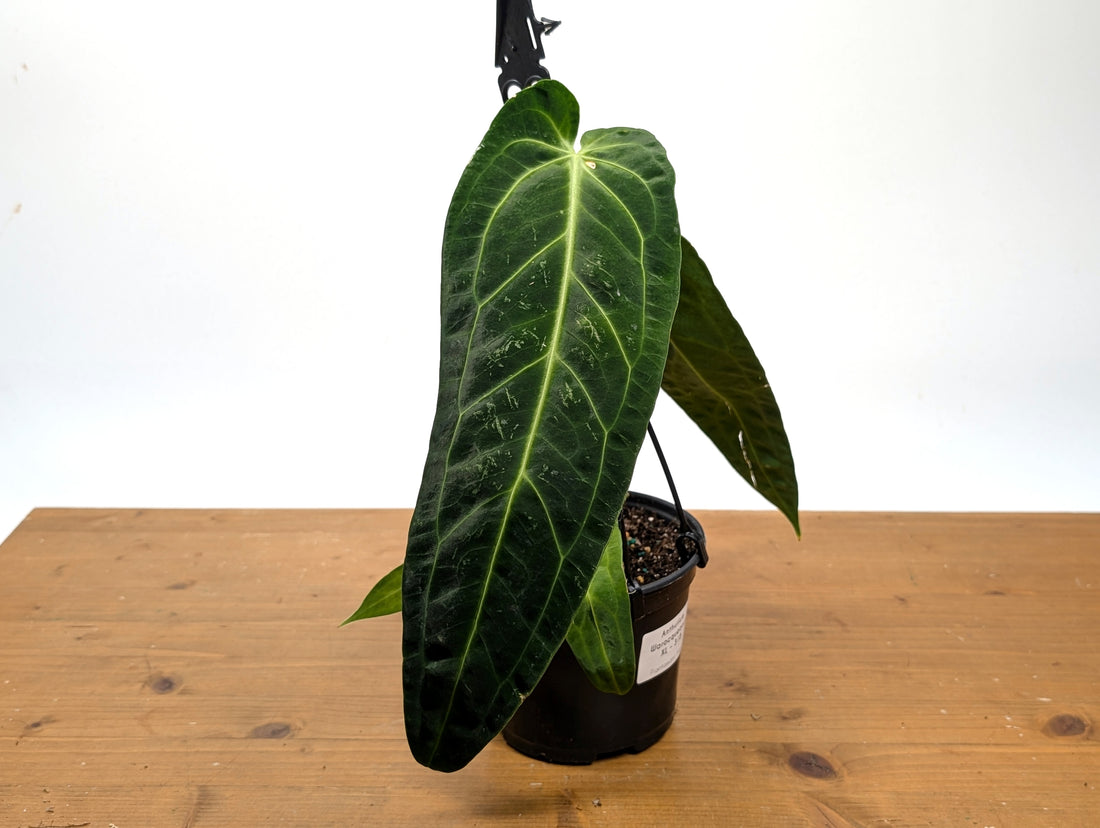 Exact Anthurium Warocqueanum Queen 6 inch pot - 12&quot;+ Long Leaf 