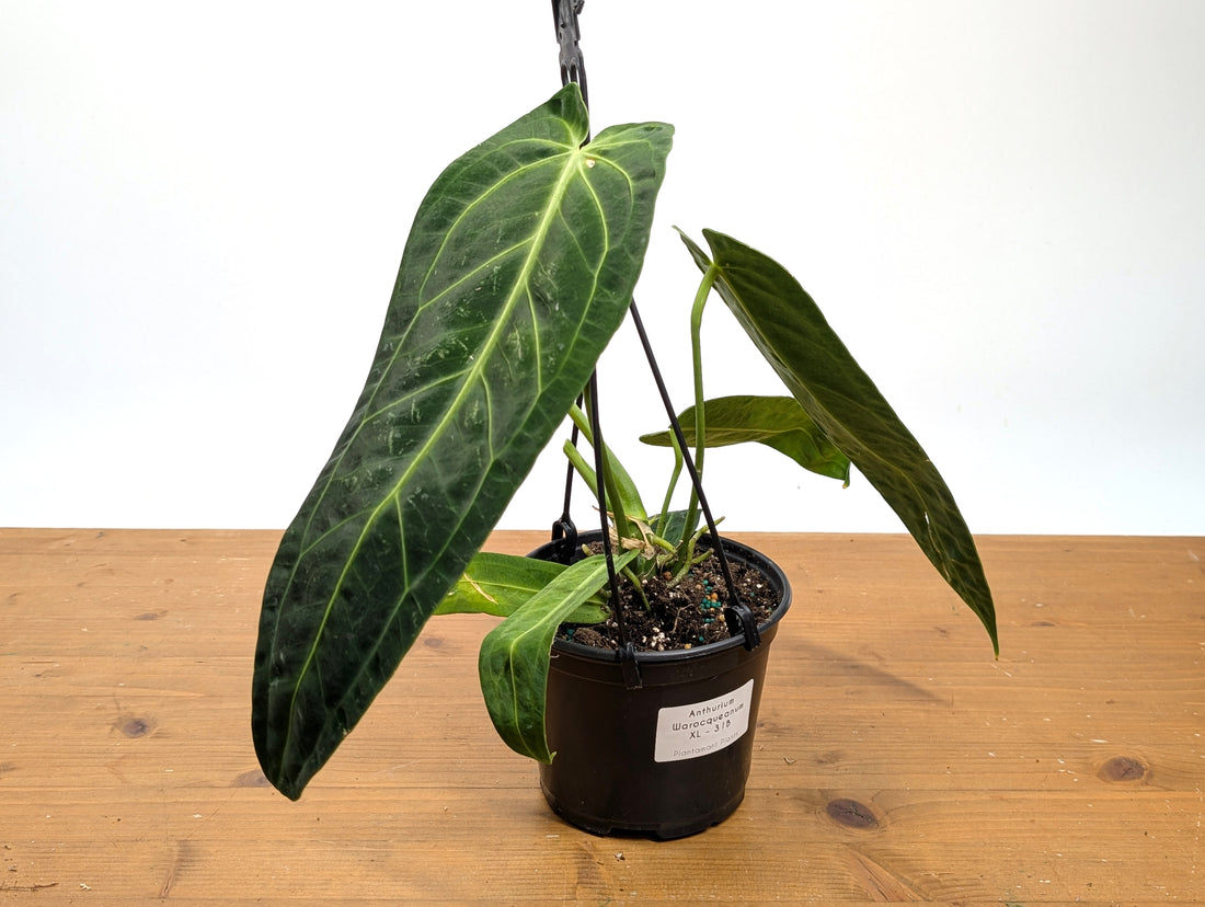 Exact Anthurium Warocqueanum Queen 6 inch pot - 12&quot;+ Long Leaf 