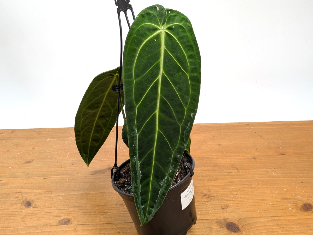 Anthurium Warocqueanum 'Queen'