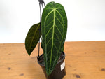 Anthurium Warocqueanum 'Queen'