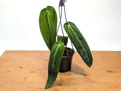 Exact Anthurium Warocqueanum Queen 6 inch pot - 12&quot;+ Long Leaf 