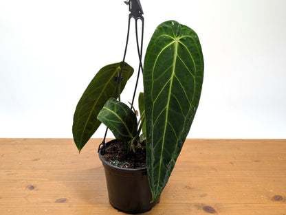 Exact Anthurium Warocqueanum Queen 6 inch pot - 12&quot;+ Long Leaf 