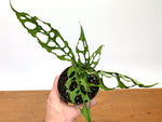 Monstera Obliqua Peru