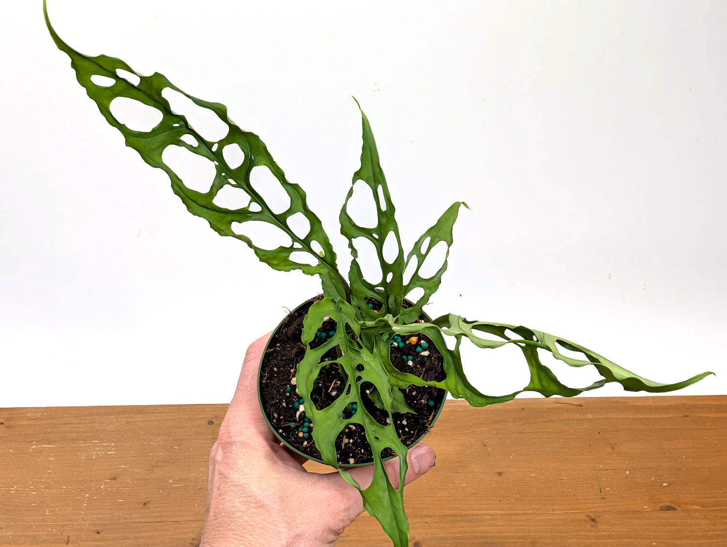 Monstera Obliqua Peru