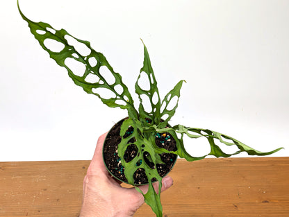 Monstera Obliqua Peru