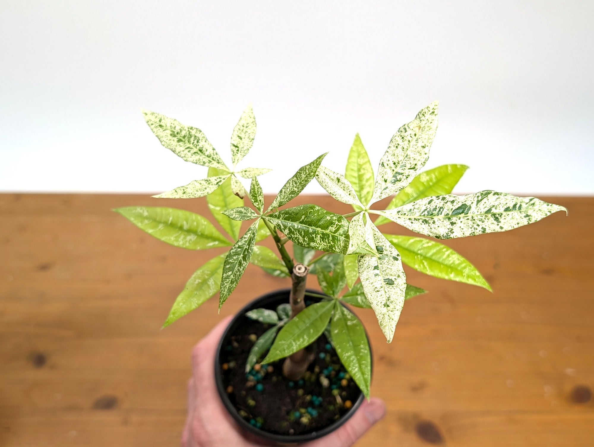 variegated money tree plant Pachira glabra 'Milky Way'- 4"