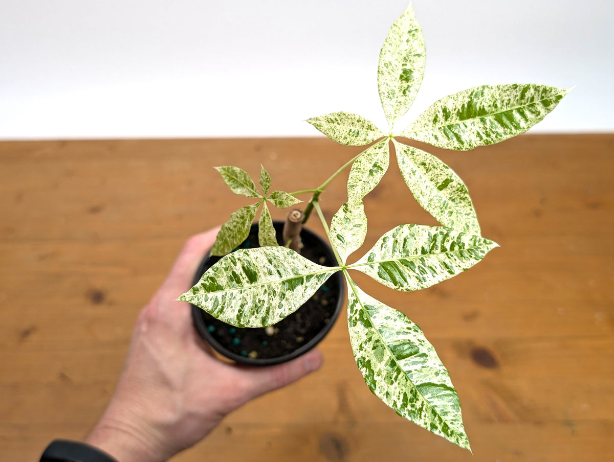 'Milky Way' Variegated Money Tree - Pachira Glabra