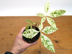 'Milky Way' Variegated Money Tree - Pachira Glabra