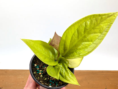 Anthurium Golden Jenmanii