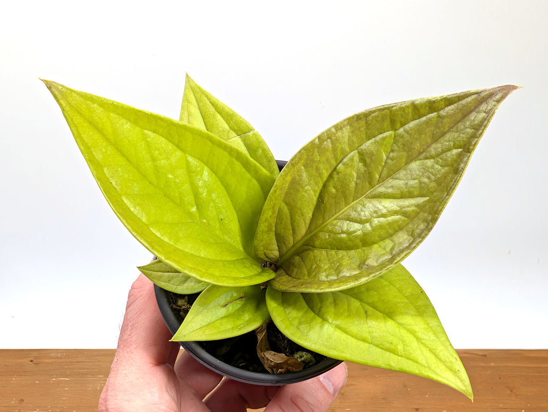 Anthurium Golden Jenmanii