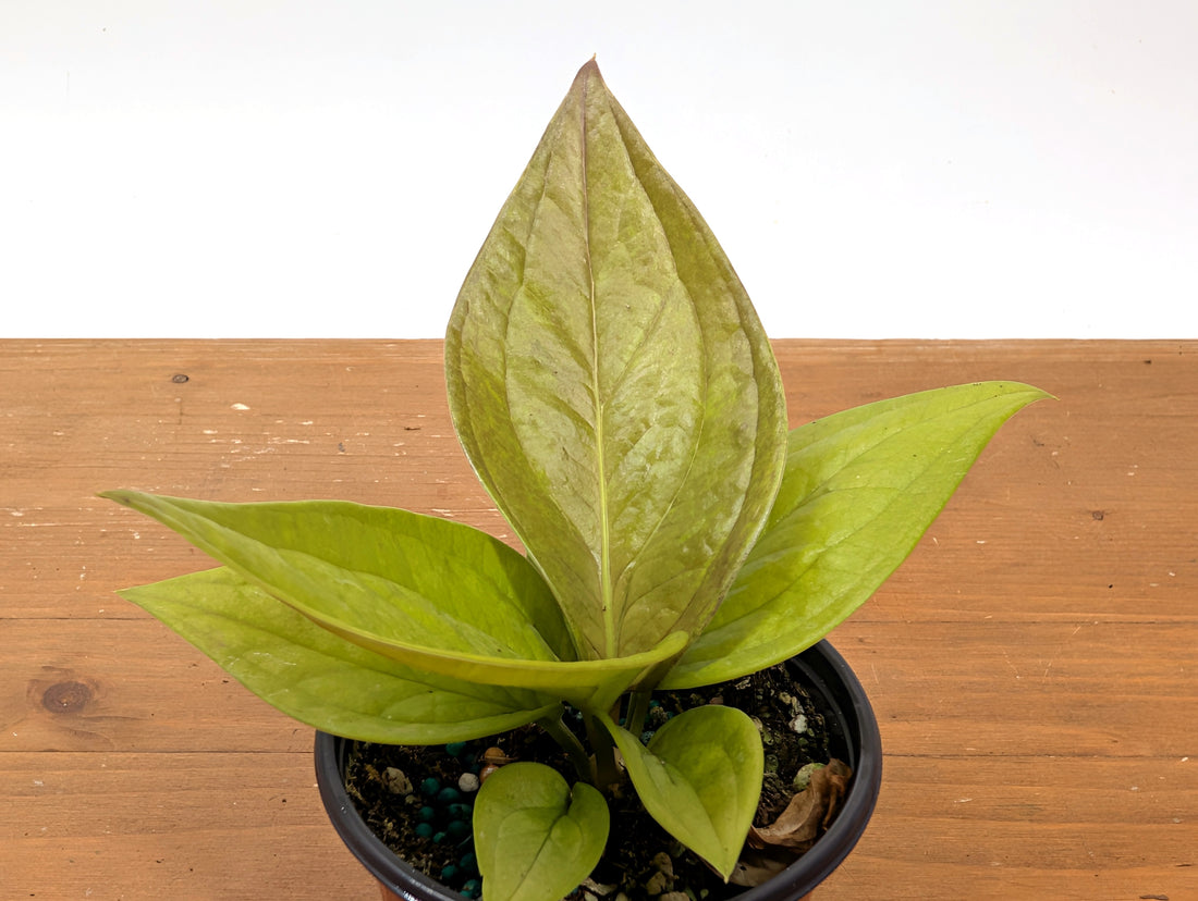 Anthurium Golden Jenmanii