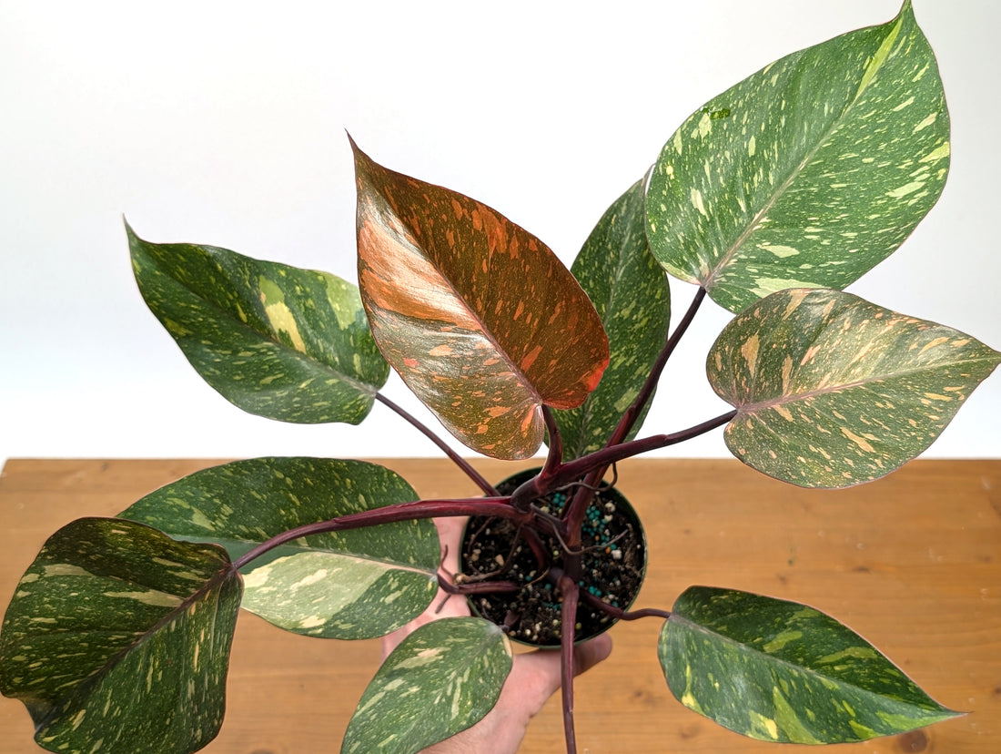 Philodendron Orange Princess Marble - Exact Plant 
