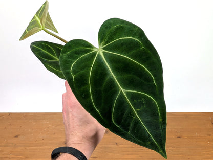 Anthurium Regale