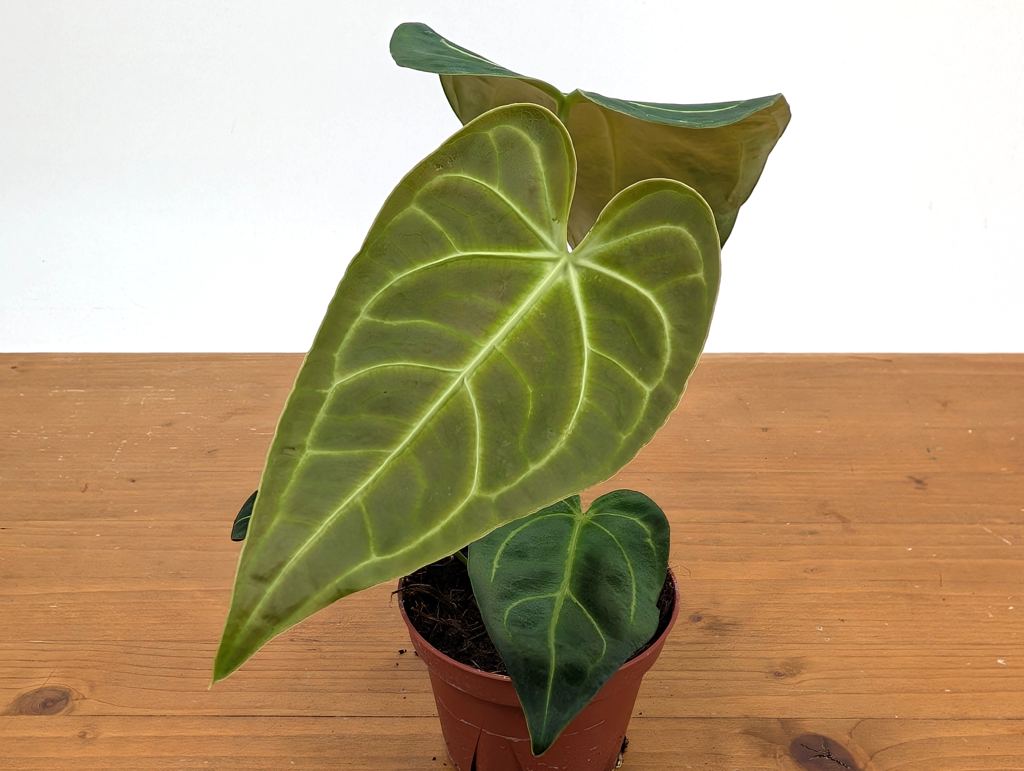 Anthurium Regale - 4 inch and 6 inch pots – Plantamani Plants