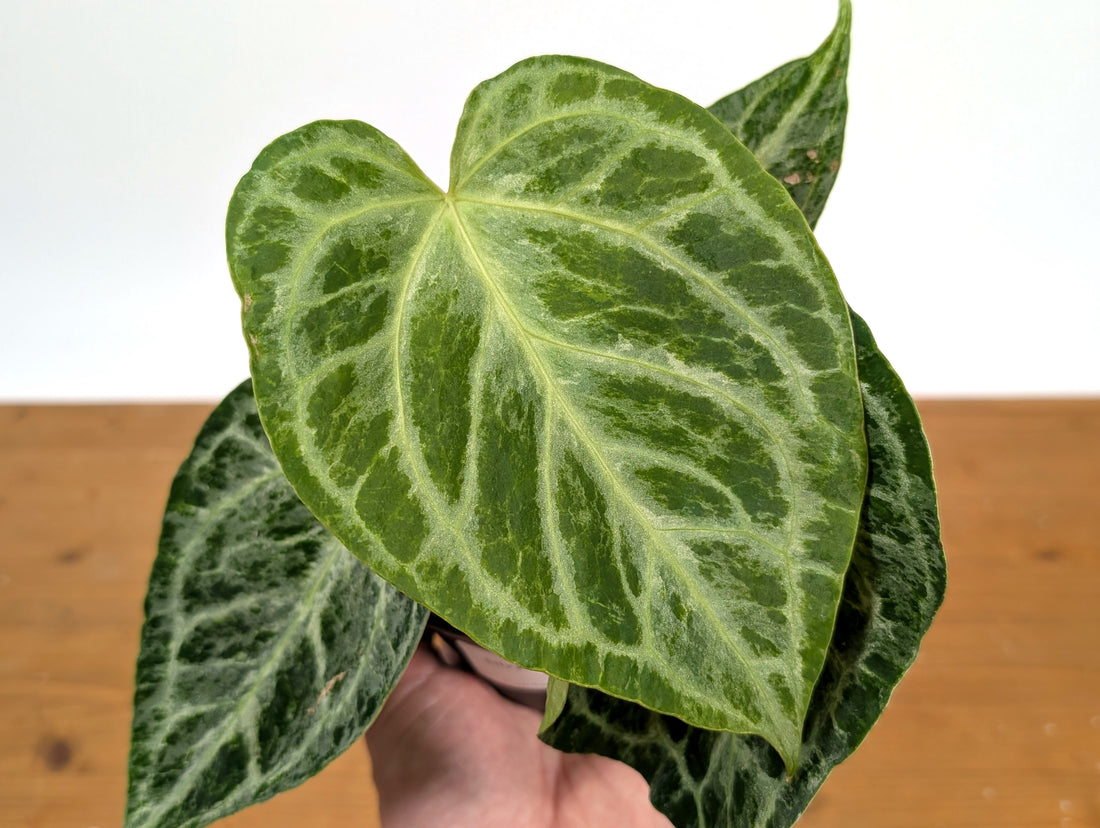 Anthurium Silver Blush Variegated Mint
