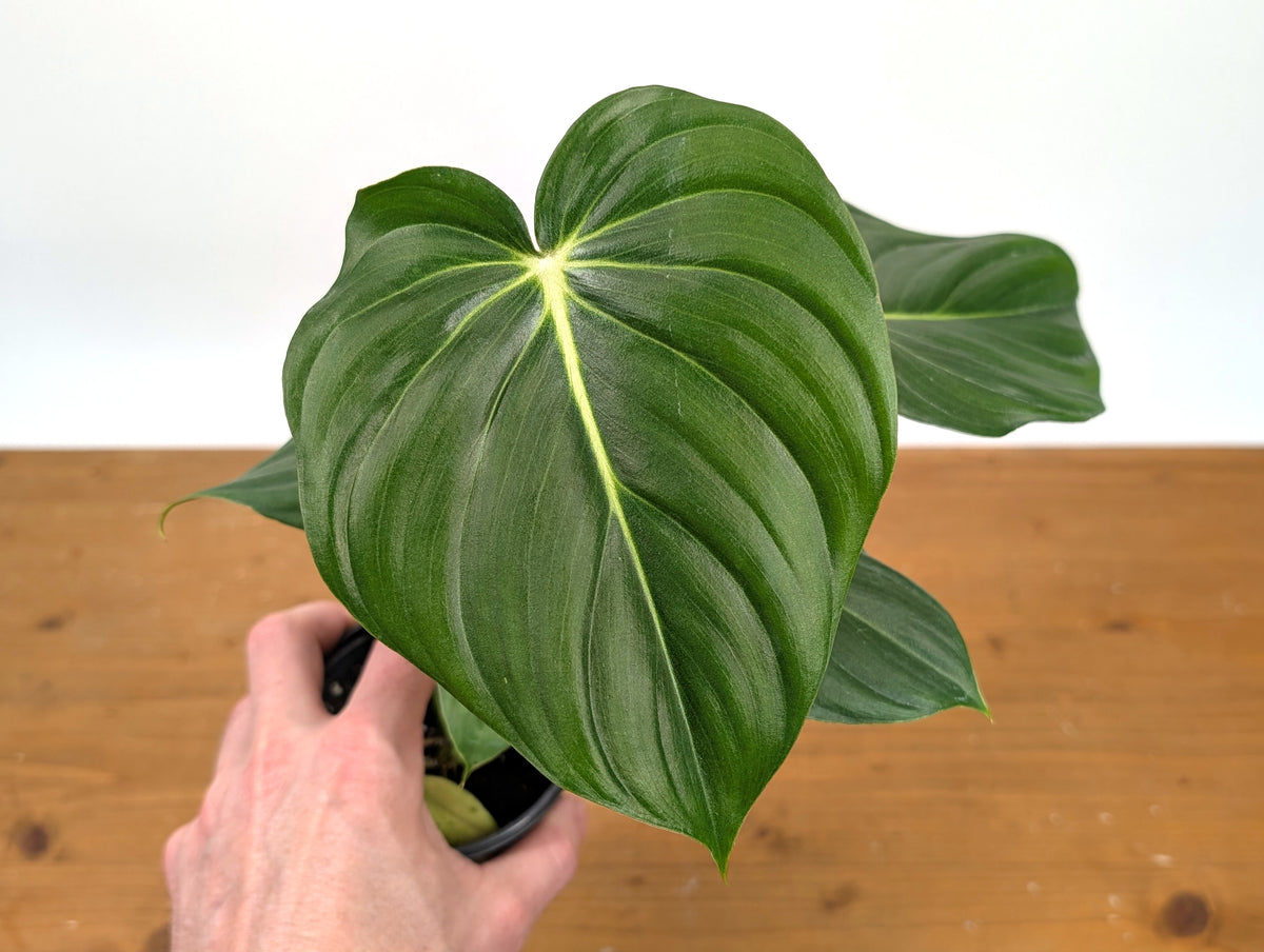 Philodendron McDowell
