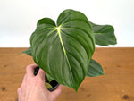 Philodendron McDowell