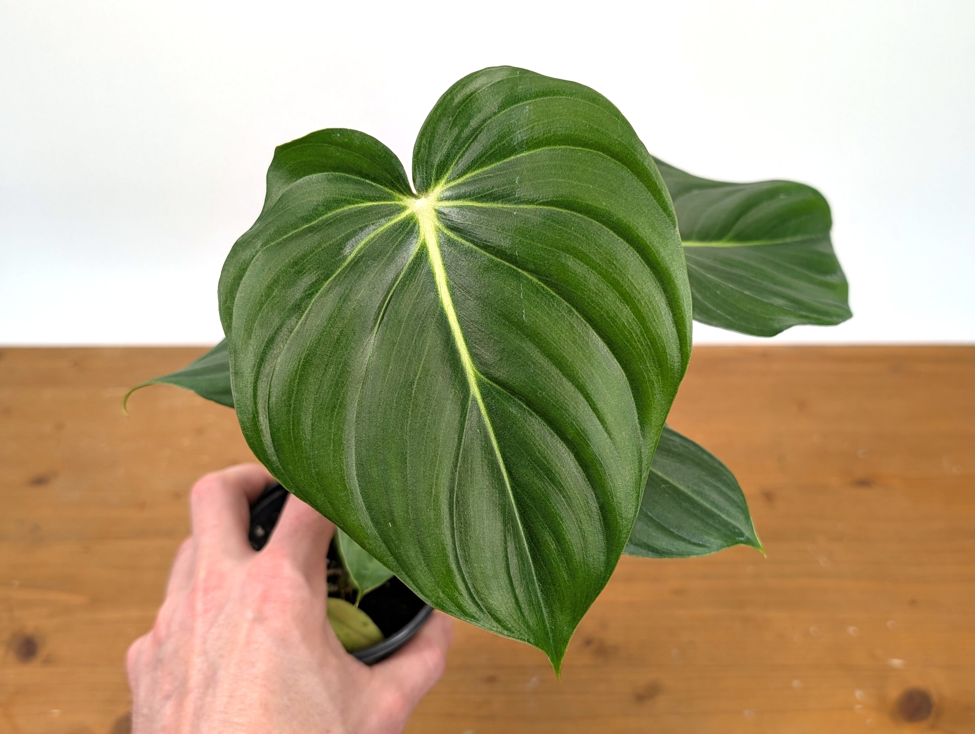 Philodendron McDowell