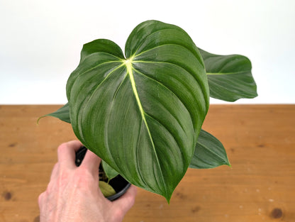 Philodendron McDowell