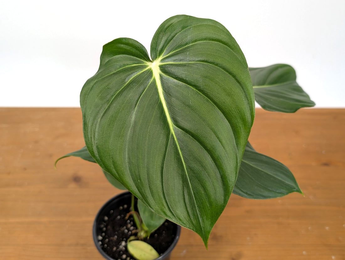 Philodendron McDowell