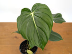 Philodendron McDowell