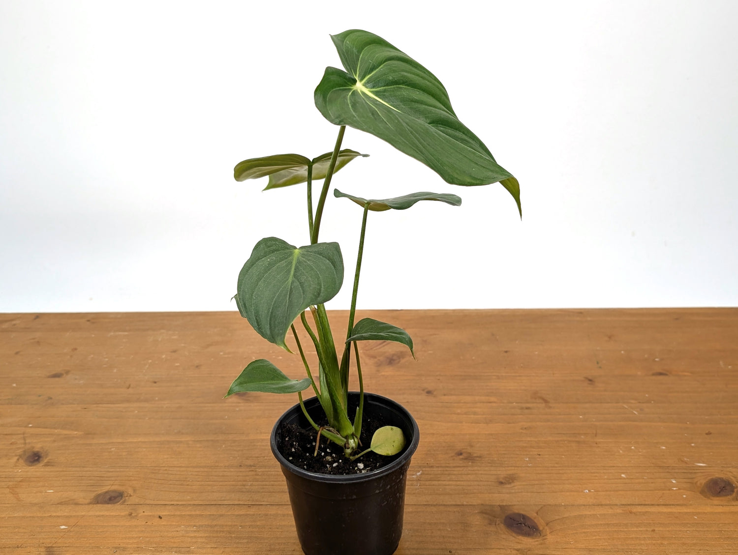Philodendron McDowell
