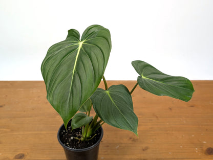 Philodendron McDowell
