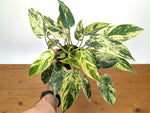 Philodendron Emerald King