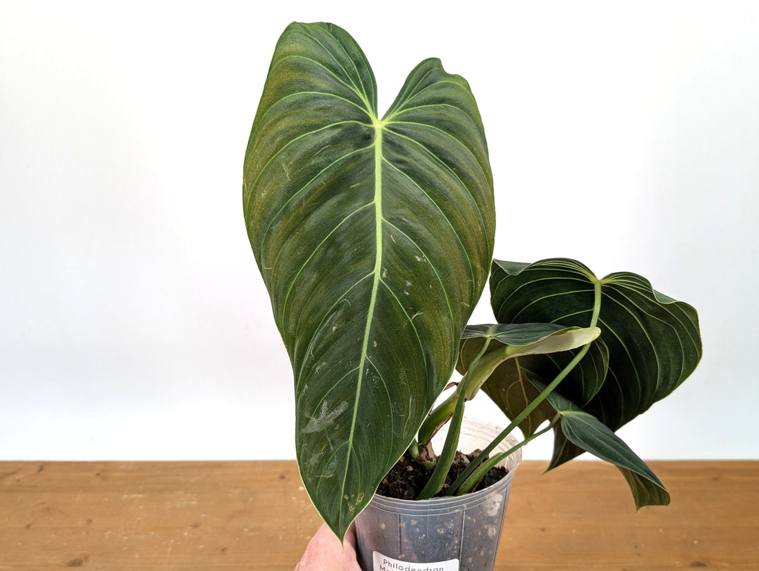 Philodendron Melanochrysum - Exact Plant 4&quot; Pot - Large Leaves 