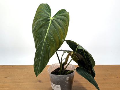 Philodendron Melanochrysum - Exact Plant 4&quot; Pot - Large Leaves 