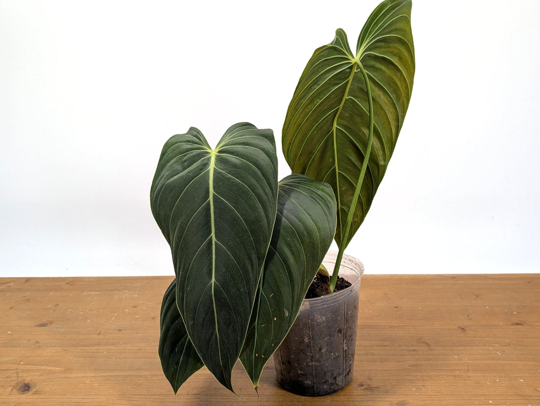 Philodendron Melanochrysum - Exact Plant 4&quot; Pot - Large Leaves 
