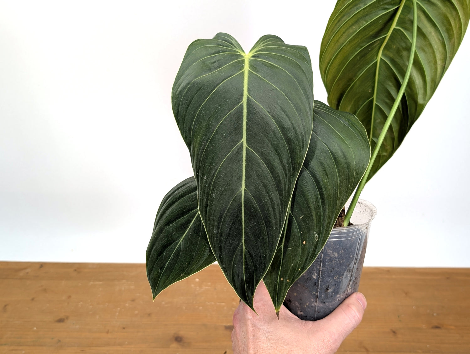 Philodendron Melanochrysum - Exact Plant 4&quot; Pot - Large Leaves 