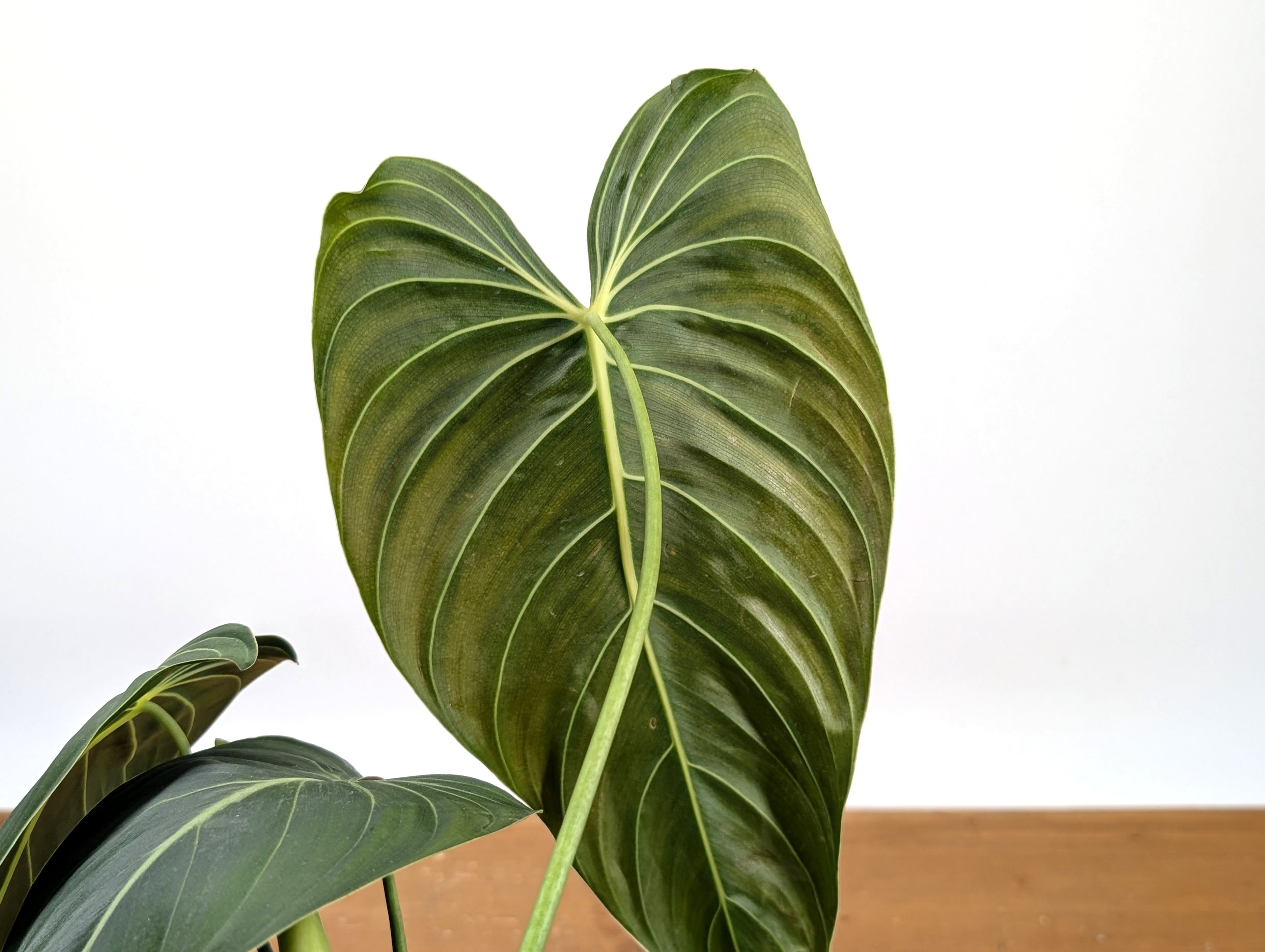 Philodendron Melanochrysum - Exact Plant 4&quot; Pot - Large Leaves 