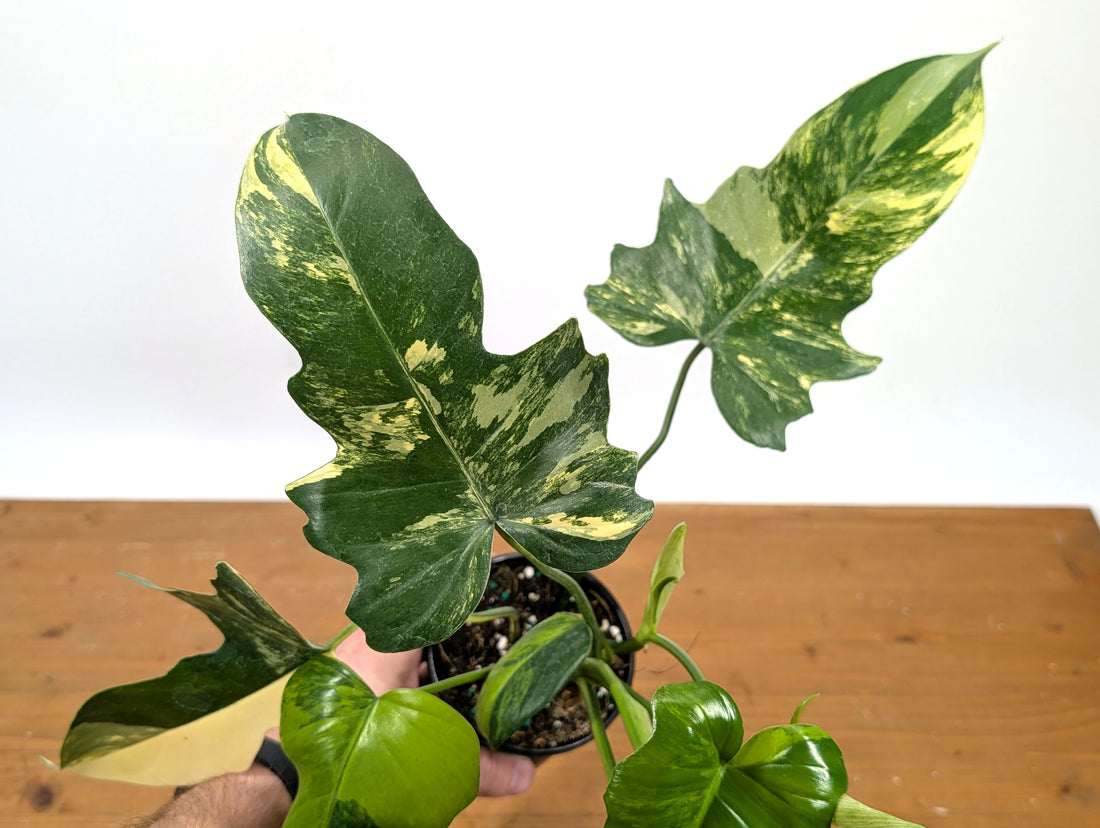 Philodendron Florida Beauty x Mayoi - Exact Plant 