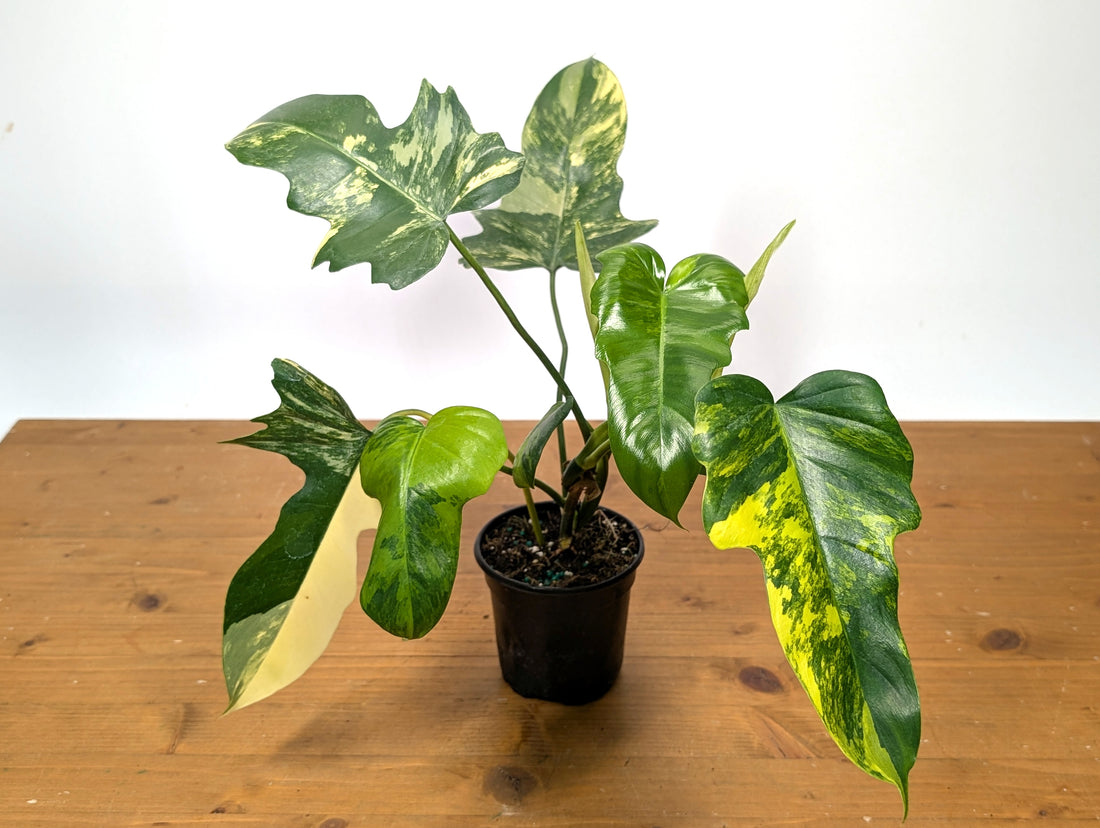 Philodendron Florida Beauty x Mayoi - Exact Plant 