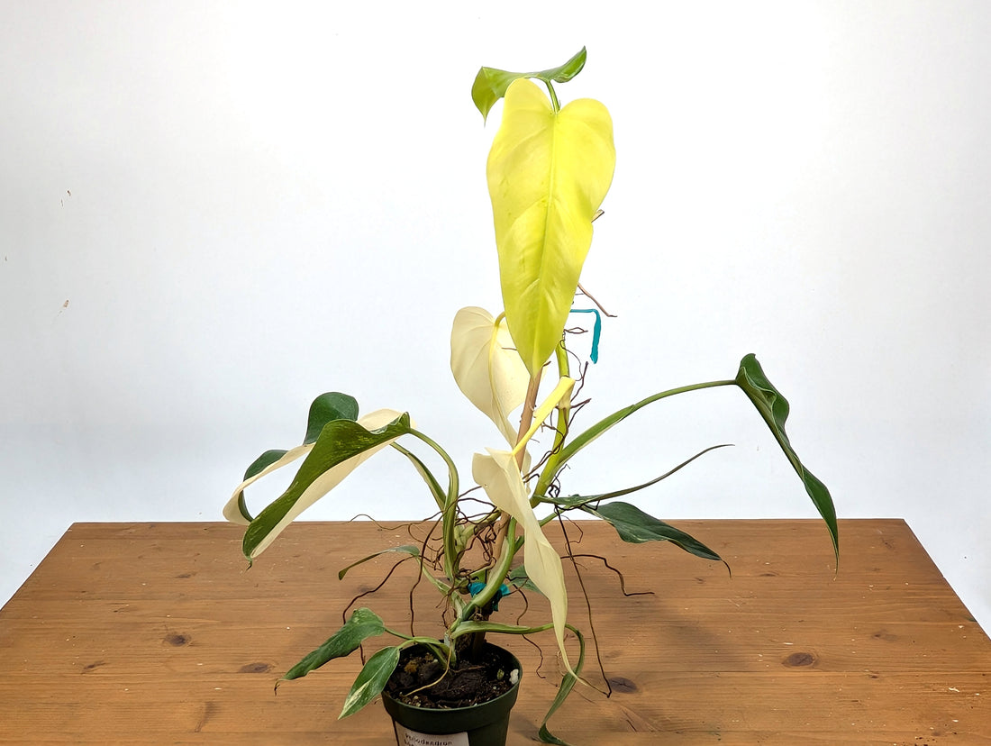 EXACT - Philodendron Mango Shake (Domesticum Variegated) | 4 Inch 