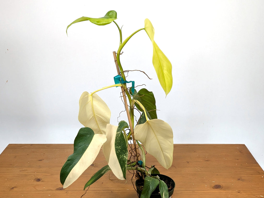 EXACT - Philodendron Mango Shake (Domesticum Variegated) | 4 Inch 
