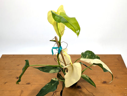 EXACT - Philodendron Mango Shake (Domesticum Variegated) | 4 Inch 