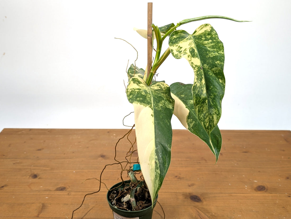 EXACT - Philodendron Mango Shake (Domesticum Variegated) | 4 Inch 