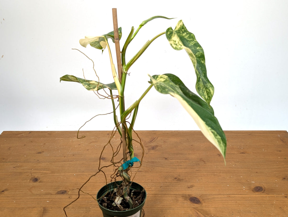 EXACT - Philodendron Mango Shake (Domesticum Variegated) | 4 Inch 