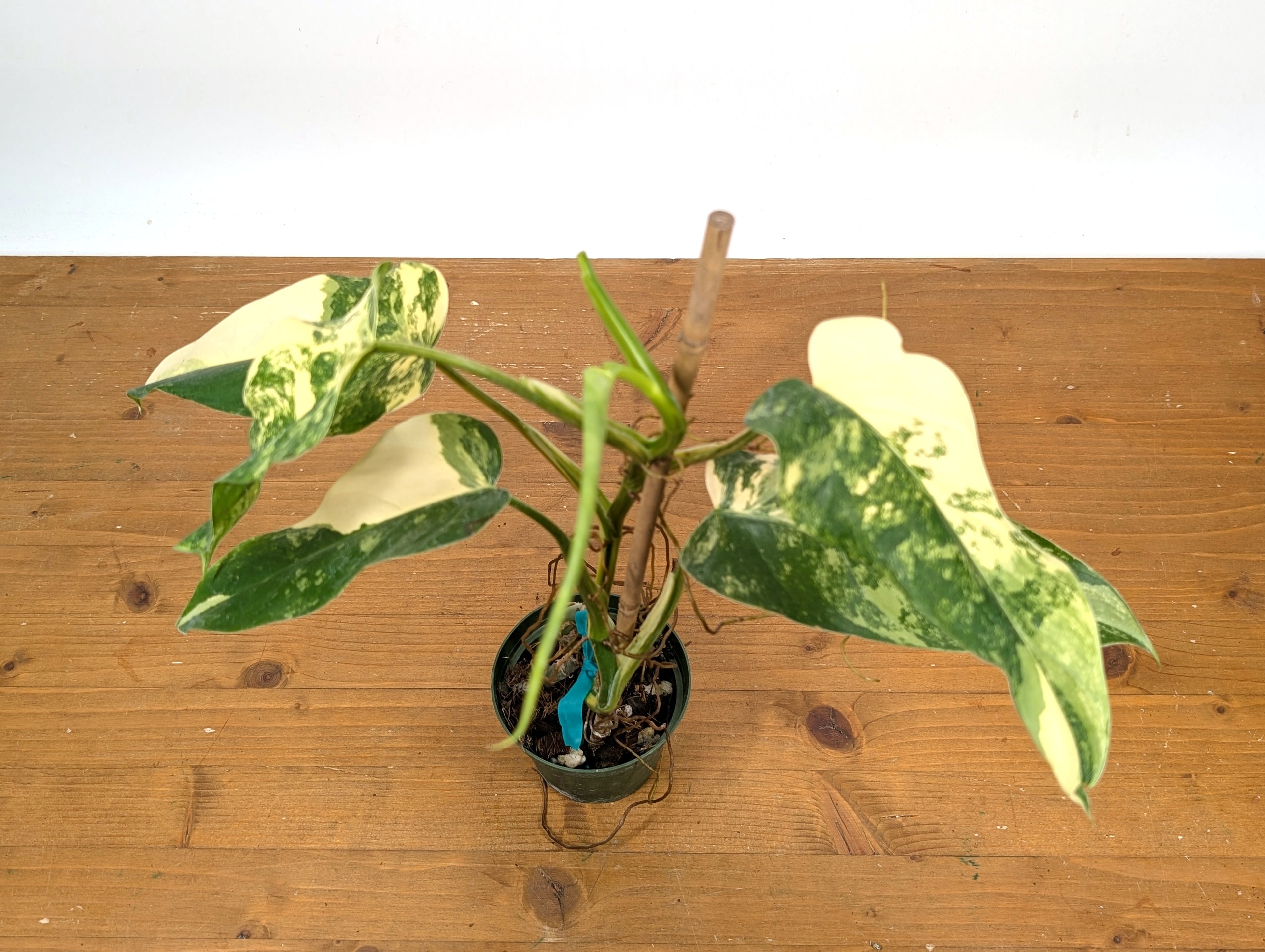 EXACT - Philodendron Mango Shake (Domesticum Variegated) | 4 Inch 