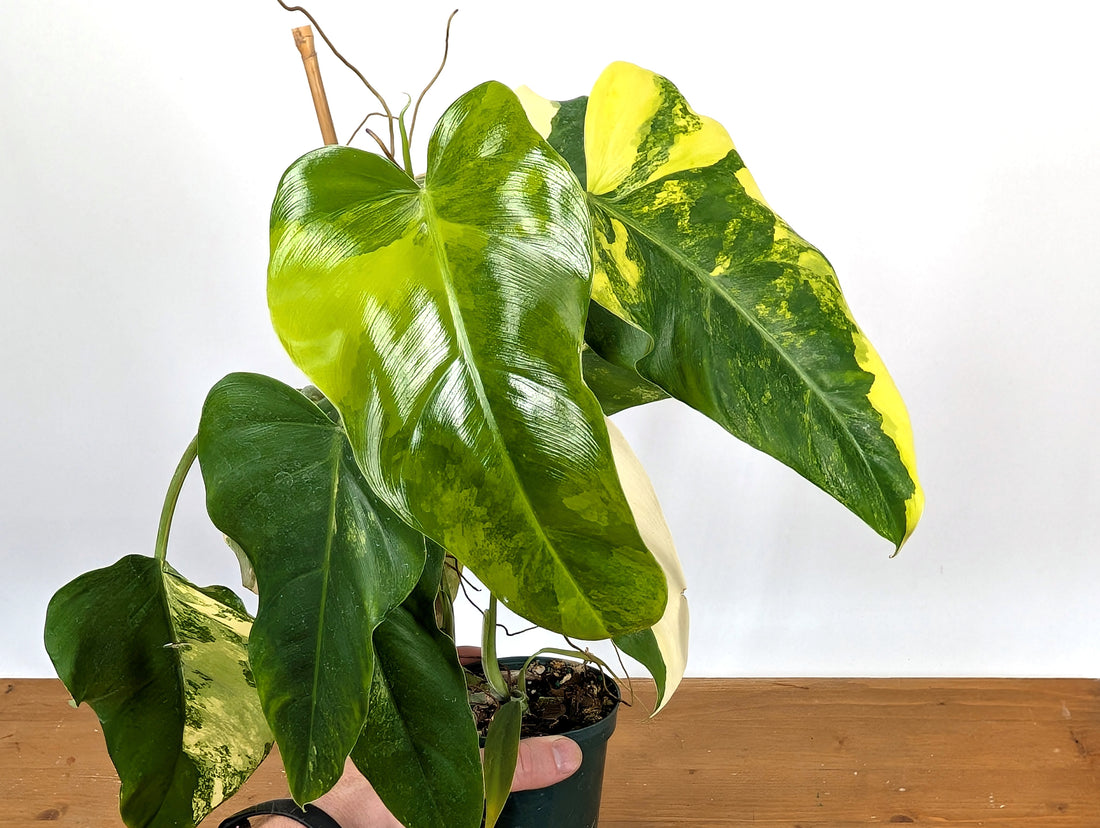EXACT - Philodendron Mango Shake (Domesticum Variegated) | 4 Inch 