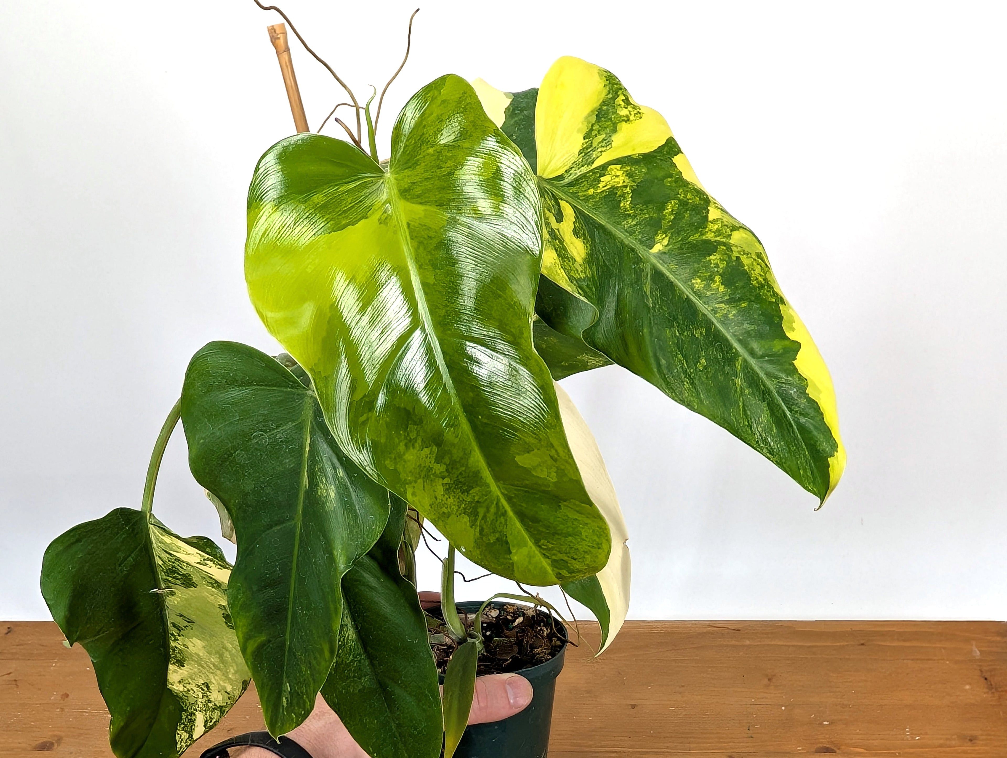 EXACT - Philodendron Mango Shake (Domesticum Variegated) | 4 Inch 