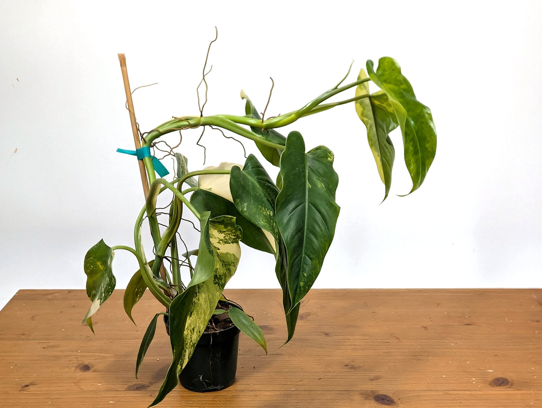 EXACT - Philodendron Mango Shake (Domesticum Variegated) | 4 Inch 